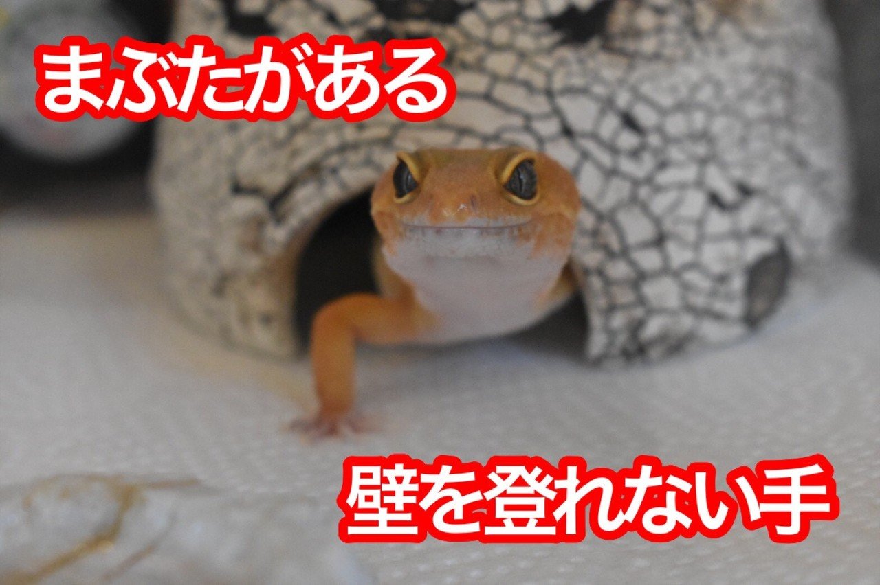 ヒョウモントカゲモドキ レオパードゲッコー の飼育方法 亀山さん Note ヒョウモントカゲモドキ レオパードゲッコー の飼育方法 亀山さん Note