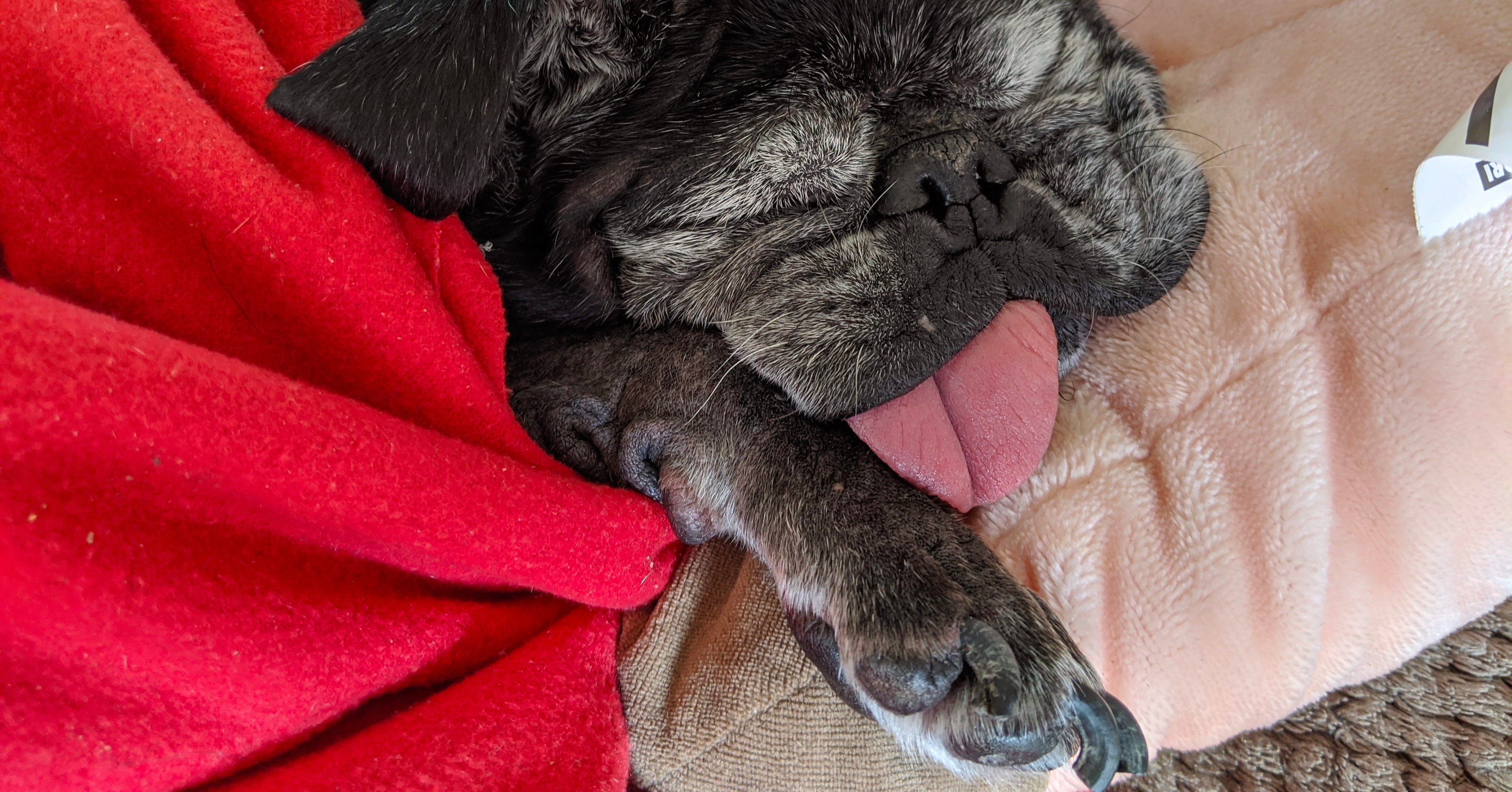 老犬の夜間徘徊と夜鳴きにつきあう Izoomi Momose Note