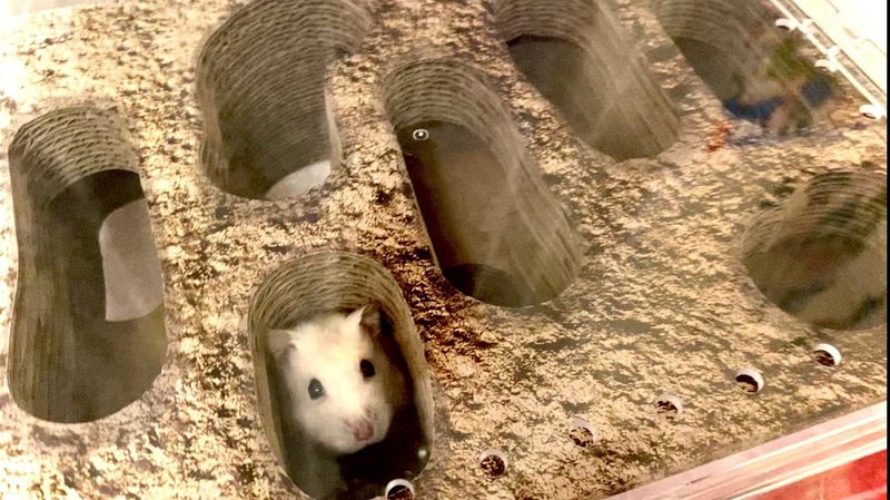 ハムスターの迷路を３階部分につくる方法 おかだ つなぐデザイン研究所 Note