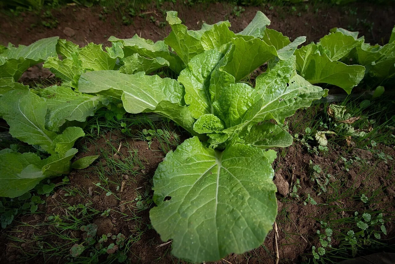 耕した土に育つ葉物野菜の列。個人の食料生産も、こうした小さな栽培の積み重ねから始められる。
