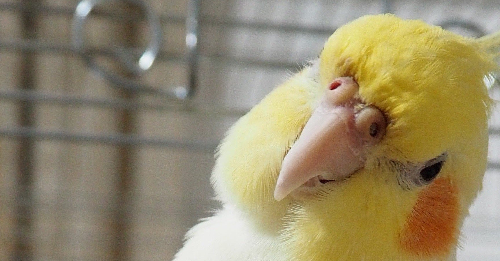 秘密のインコ Ac Note