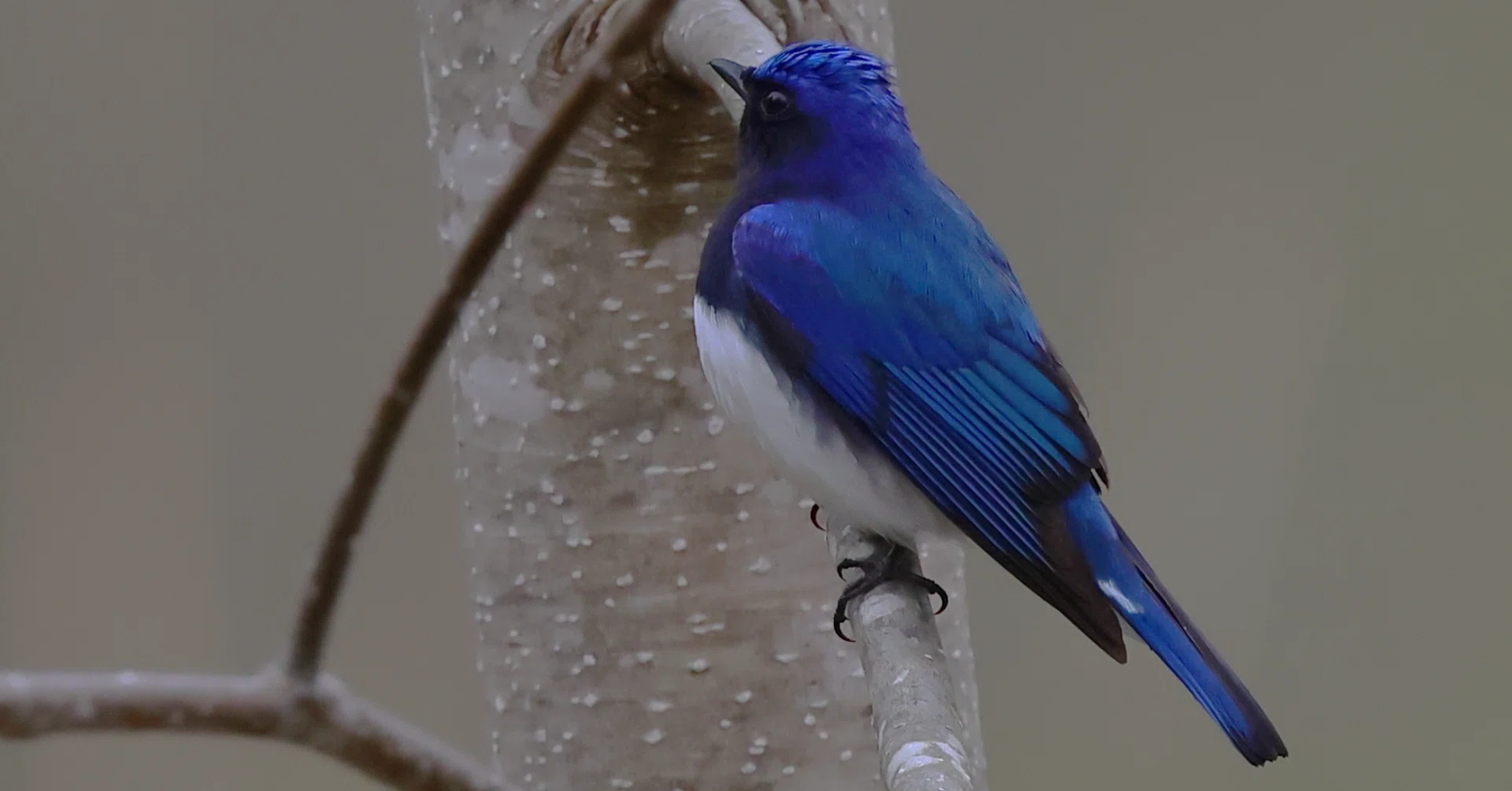 青い鳥｜スティングレイ