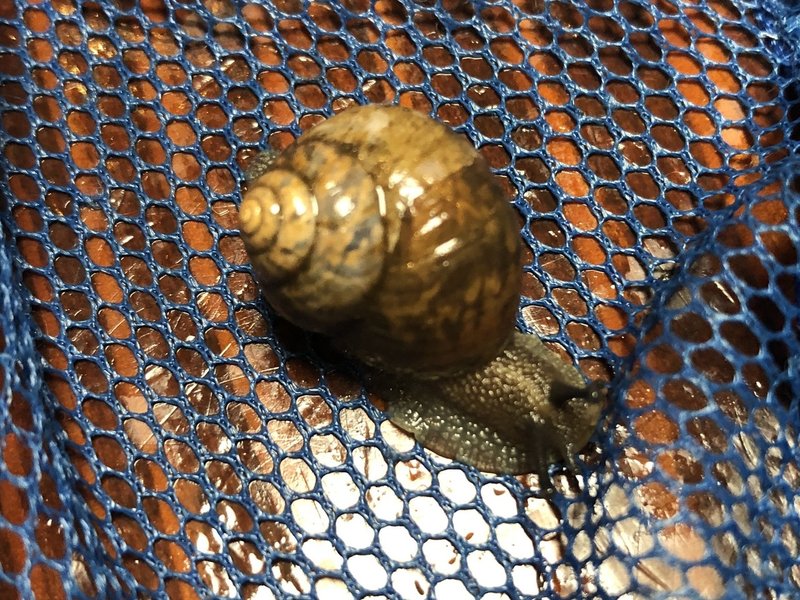 カタツムリにハマる Honeypoo Note カタツムリにハマる Honeypoo Note