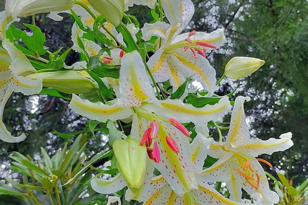 ヤマユリの花言葉飾らぬ美飾らぬ愛人生の楽しみ荘厳威厳 の新着タグ記事一覧 Note つくる つながる とどける ヤマユリの花言葉飾らぬ美飾らぬ愛人生の楽しみ荘厳威厳 の新着タグ記事一覧 Note つくる つながる とどける