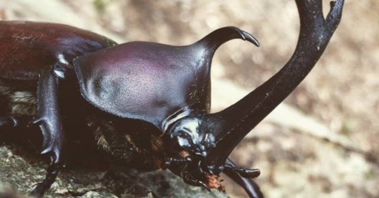 子供たちと昆虫について Xinchang Note