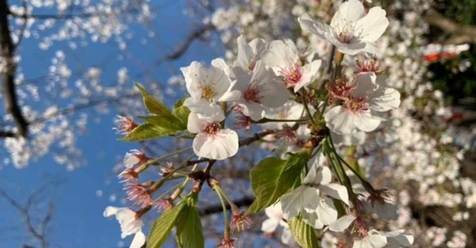 Cgを仕事に 考え方編 雑記 目指す前に知っておく話 Umico Cg発電show 独学 C Note