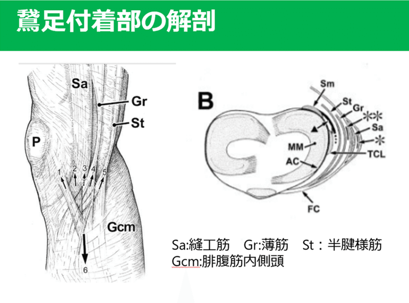 鵞足の解剖と機能 Y K Note 鵞足の解剖と機能 Y K Note