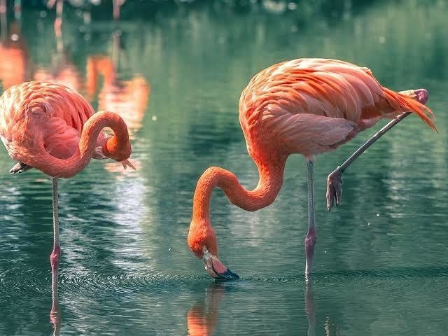 第1163回 鳥の近種 翆野 大地 Note