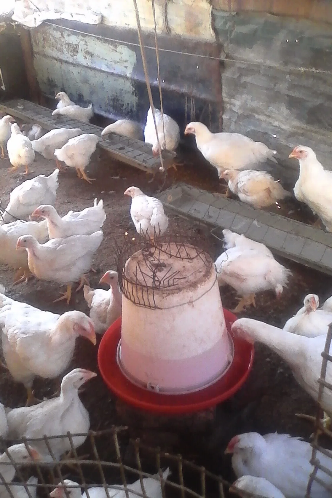 Poultry farming 01