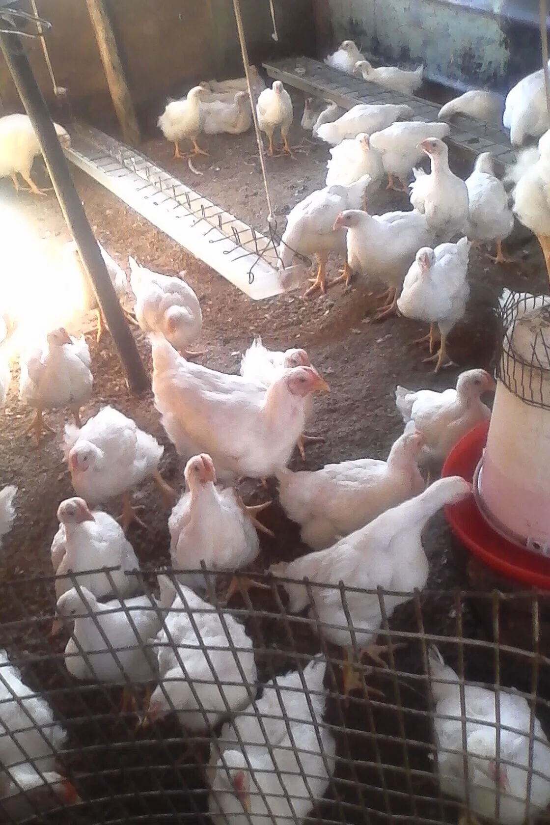 Poultry farming 04