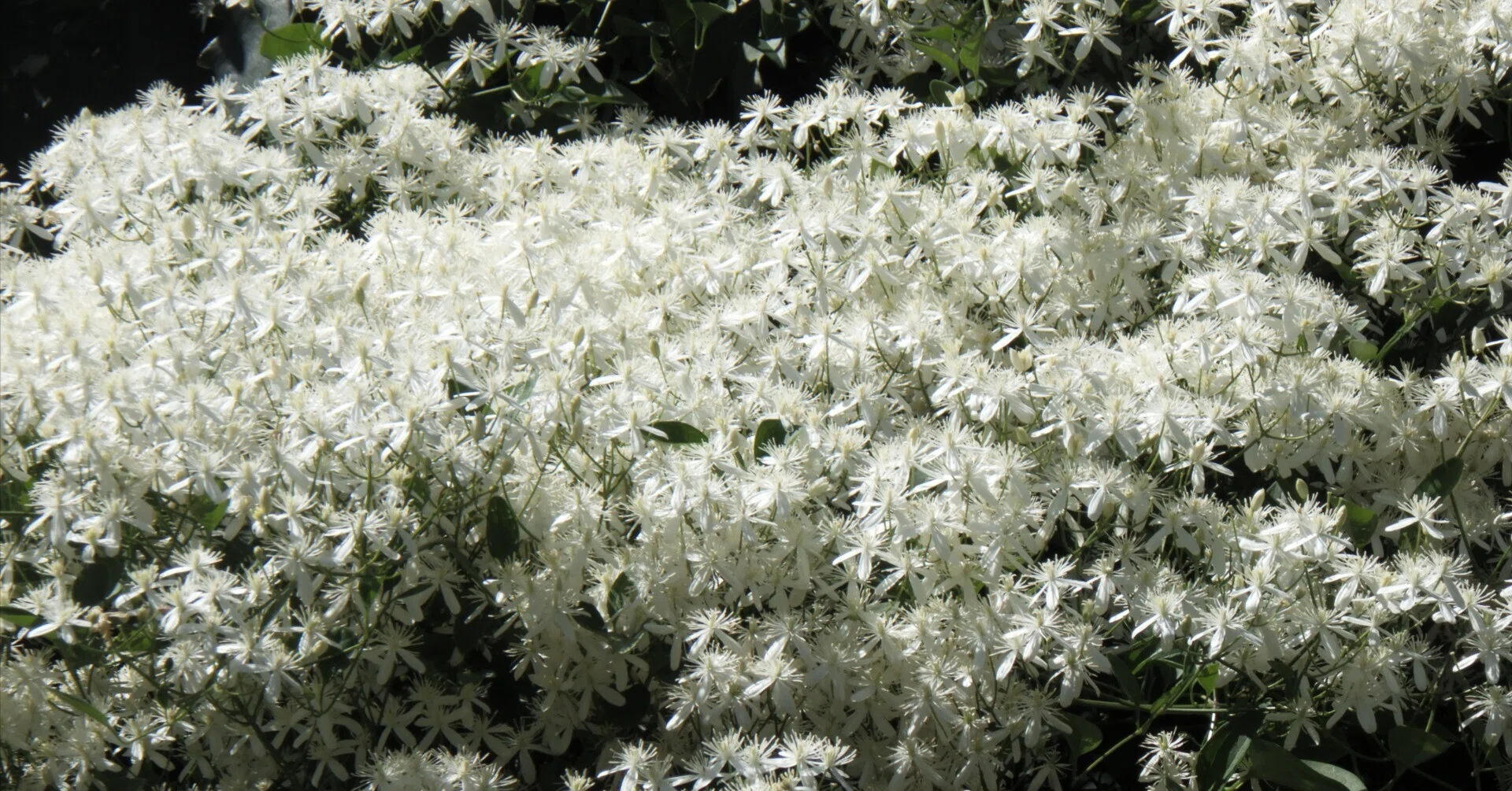 山野草　超希少白花　タッタソウ　来年開花予定株9C アメリカで咲き誇るセンニンソウ｜Takaaki Ueno