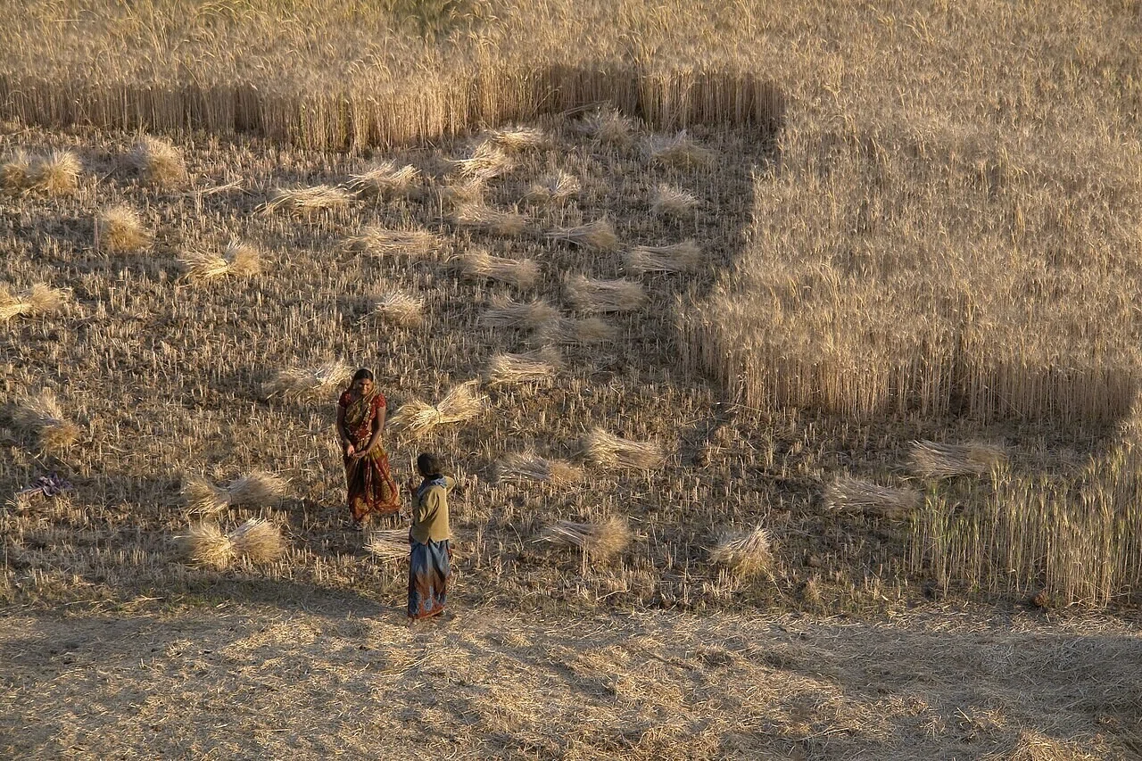 インドの麦畑で収穫を支える二人の女性。地域で食を賄う営みが世界に共通する営みだと感じさせ、次節の義務教育論へつながります。