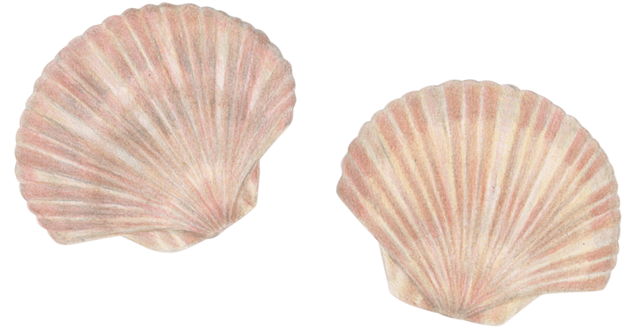 貝のイラスト素材 あや あしあと手帳2 Note 貝のイラスト素材 あや あしあと手帳2 Note