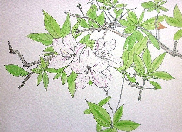 ツツジ ～水彩スケッチ～｜深呼吸
