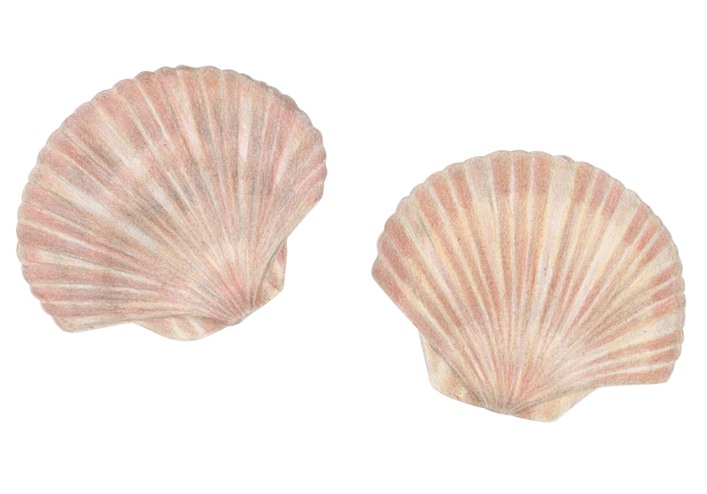 貝のイラスト素材 あや あしあと手帳2 Note 貝のイラスト素材 あや あしあと手帳2 Note