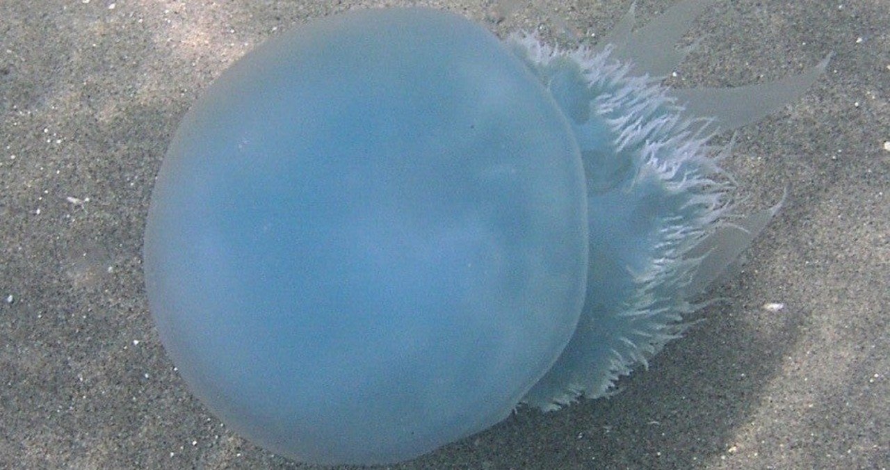 エチゼンクラゲ 小椋 智貴 Note