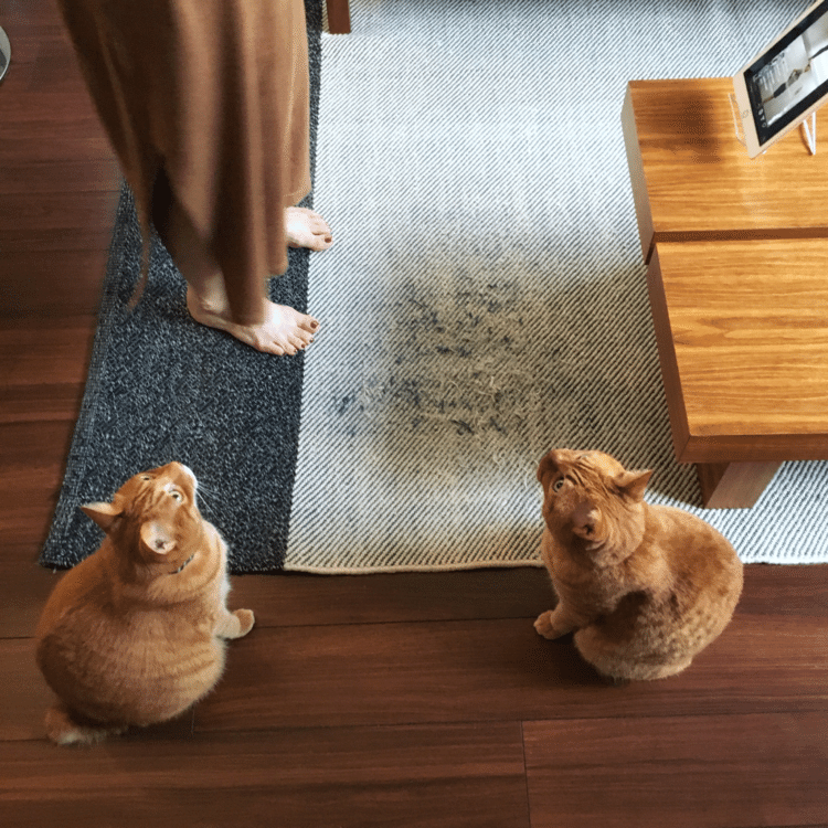 ママがオンラインのストレッチレッスン受講中。ボクとチビ「いつもはパパがやってるようなコトをママがやってる…。なんかママが変…。」