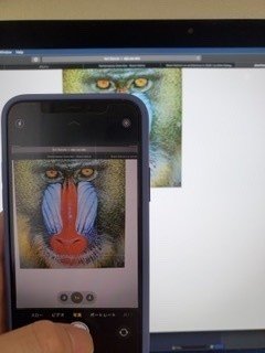 Mastodonにてiphoneで撮影した写真が正しい向きで表示されない問題の回避方法 Hytk Note