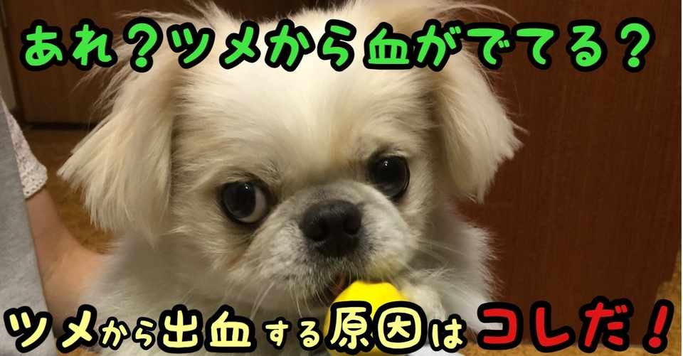 あれ ツメから血が出てる ツメから出血する原因はコレだ ドッグライフサポーター 獅子パパ Note
