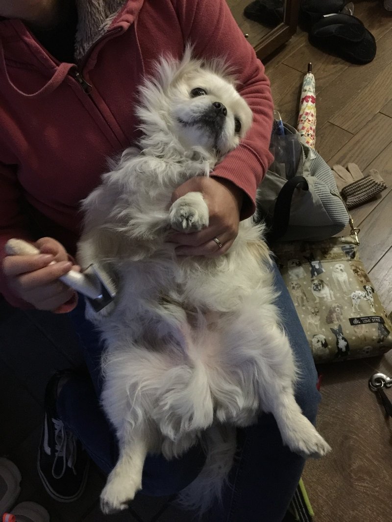 あれ ツメから血が出てる ツメから出血する原因はコレだ ドッグライフサポーター 獅子パパ Note