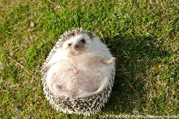 Kähler（ケーラー） hedgehog こぼさ （ハリネズミ）父 フィギュリン 