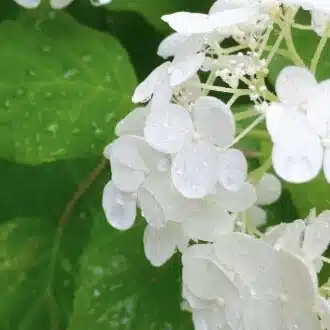 朝露の日日｜綾
