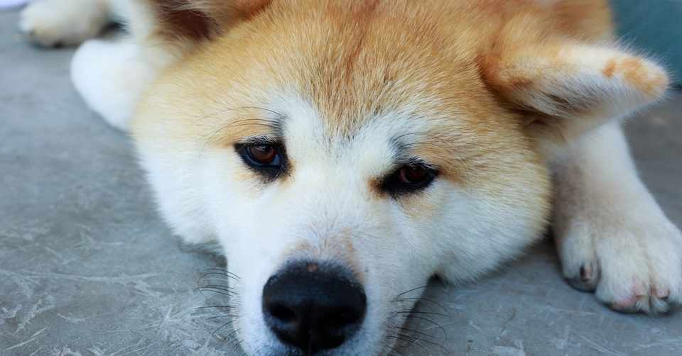 Snsにペットの遺体を載せるの アリ ナシ 犬雑貨rumka Note