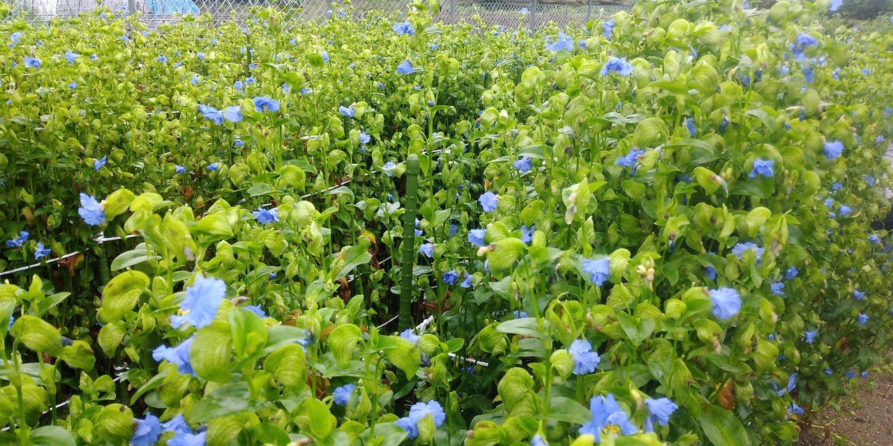 浮世絵の絵具ー青花紙 ー製法について 下井雄也 浮世絵復元家 Note 浮世絵の絵具ー青花紙 ー製法について 下井雄也 浮世絵復元家 Note