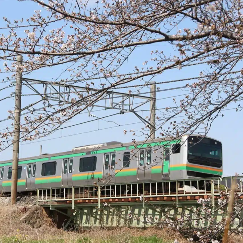 shimamon