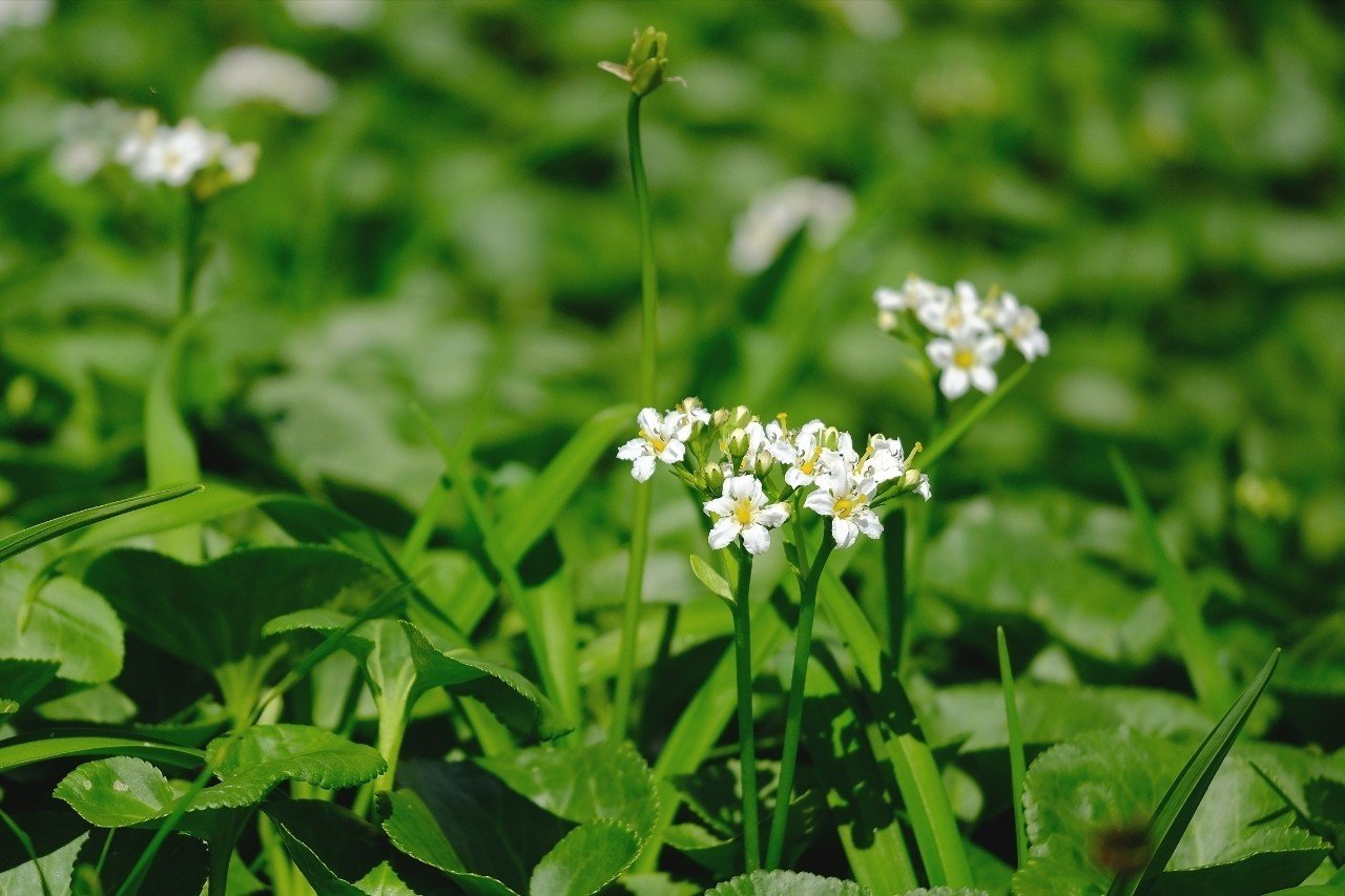 緑に映える白い花 イワイチョウ Hhaannaaiihh Note