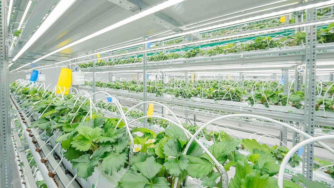 Vertical plant inside New