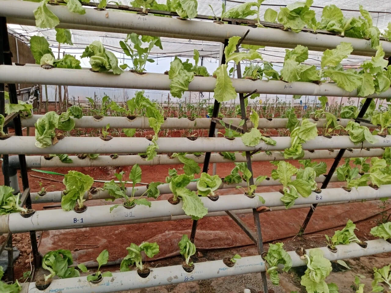 HYDROPONICS (vertical farming )