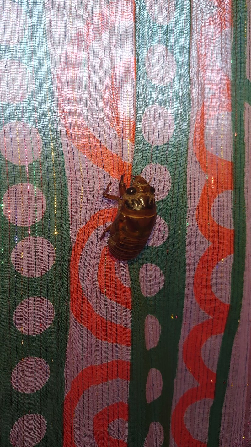 第2回 大学院生が本気でやったセミの幼虫の観察 今回は何ゼミだ 草声魚語 Note 第2回 大学院生が本気でやったセミの幼虫の観察 今回は何ゼミだ 草声魚語 Note