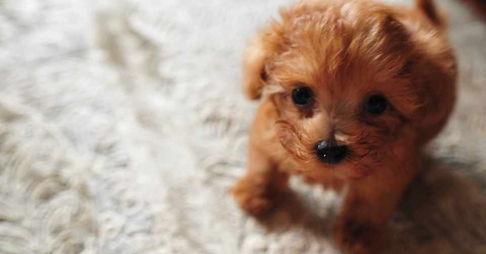 保護犬を迎えると決めた私は 見えていない世界の広大さに愕然としている ライター佐藤智 Note