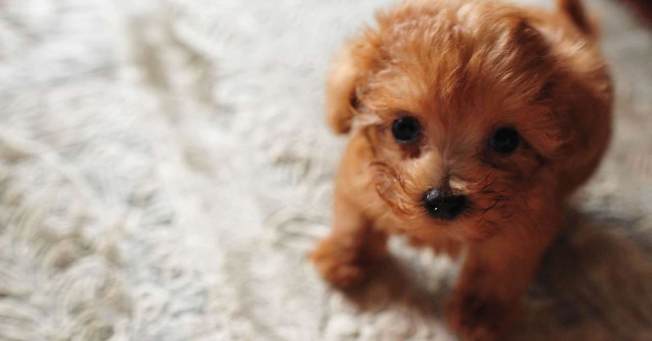 保護犬を迎えると決めた私は 見えていない世界の広大さに愕然としている ライター佐藤智 Note
