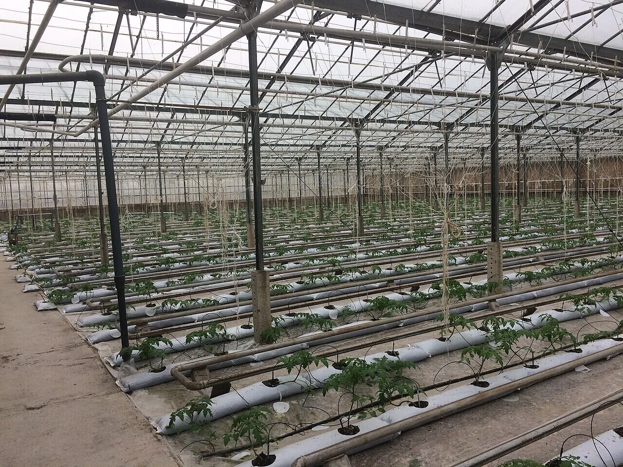 大きな温室の内部で、白い栽培バッグに若い緑の作物が植えられている様子。水耕栽培の現場がどんな空間なのかを具体的に想像させてくれる。