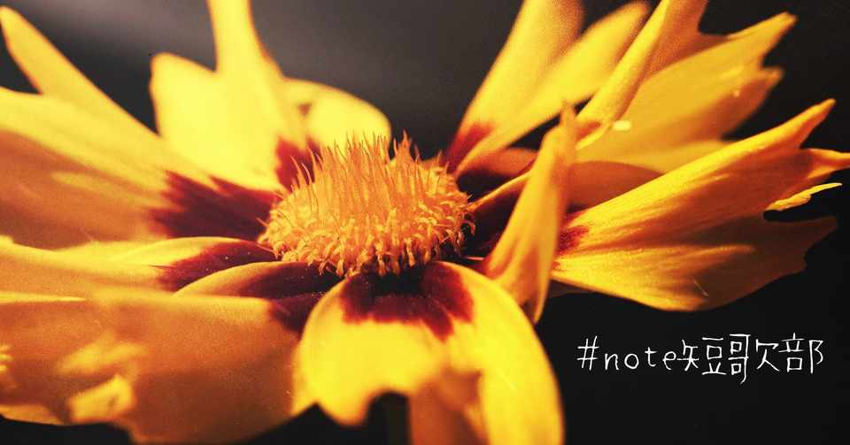 Note短歌部 7月26日 誕生花は波斯菊 短歌 御子柴 流歌 Note