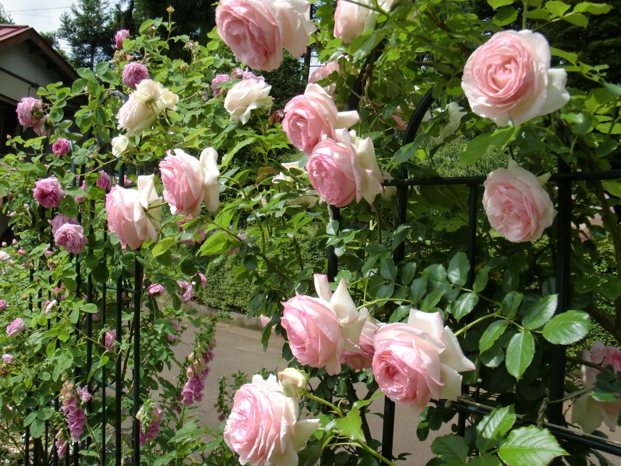 今年はフェンスの薔薇がたくさん咲き揃って嬉しかった やっと大きくなったつる薔薇たち シャポー ド ナポレオンの甘い香り ピエール ド ロンサール の華やかさ 至福の季節だ 足袋猫 Note