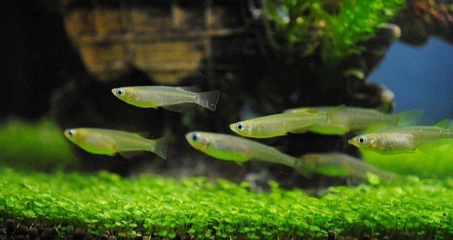 メダカとウーパールーパー にしはる Note