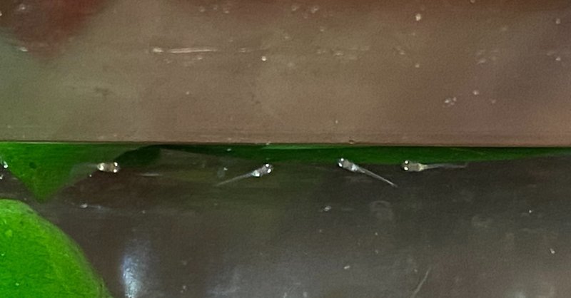 メダカの稚魚 産まれました おかだ 住み継ぎデザイン Note