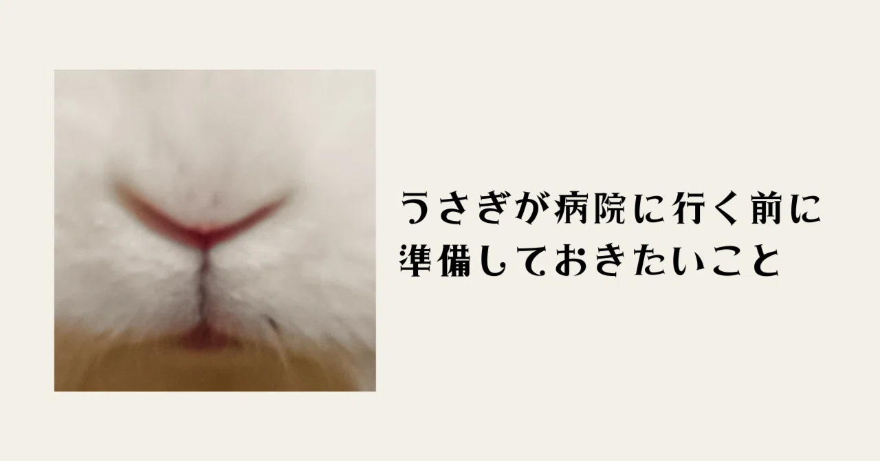 2.うさぎが病院に行く前に準備しておきたいこと｜慌てないためのチェックリスト