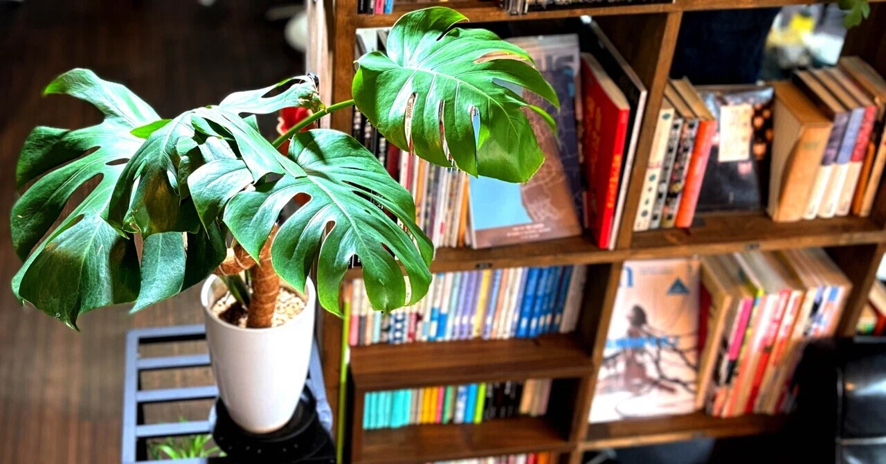 趣味　モンステラ グリーンライフ】趣味の植物図鑑 File.03｜モンステラの育て方・水陸両