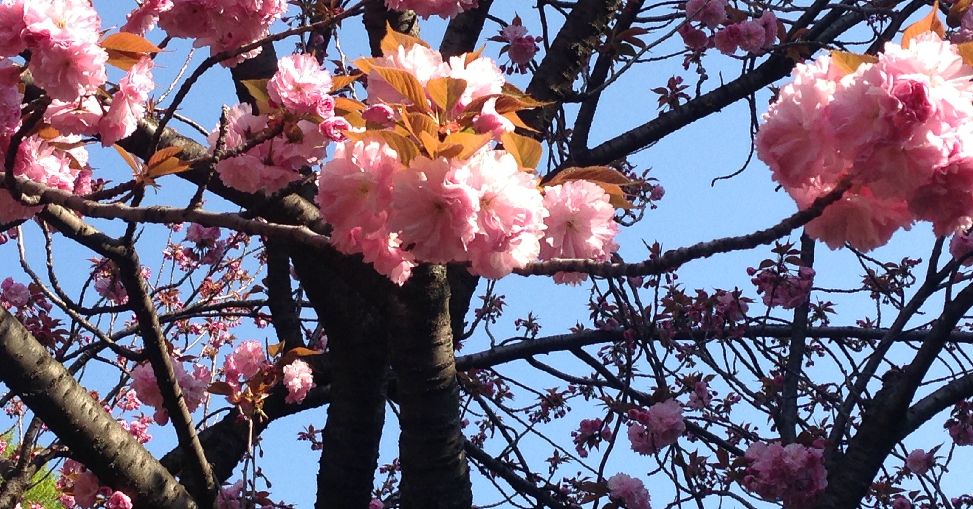 カクヨムの悪口を言いに来た 無色 Note