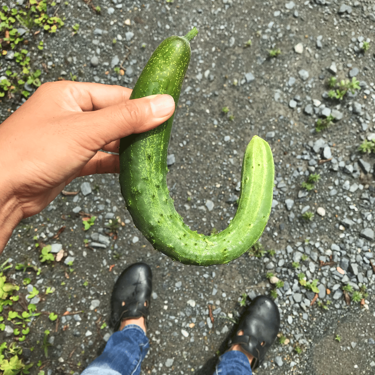 長雨で野菜の価格が高騰する理由が明確にはわからない トム ソーヤー Note