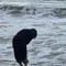 ましろ8