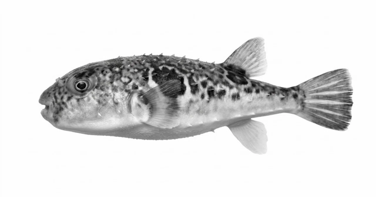 フグ | 河豚 | Pufferfish｜鎌倉フィッシングラボ®︎の所長🐟