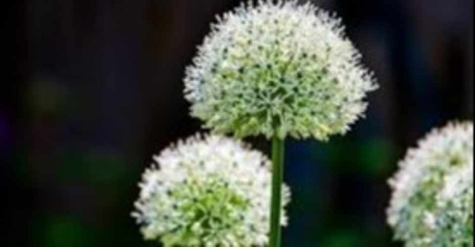 そら豆 花言葉 そら豆 花言葉