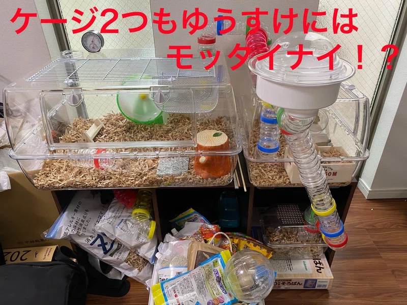 ハムスター飼育日記92日目と4日目 7 26 サトウショウヘイ Note
