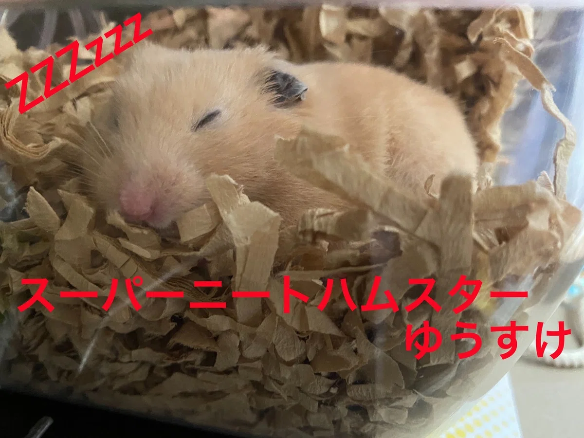 ハムスター飼育日記92日目と4日目（2020/7/26）｜サトウショウヘイ