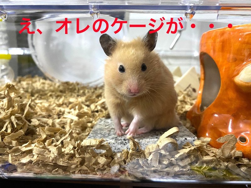 ハムスター飼育日記92日目と4日目 7 26 サトウショウヘイ Note ハムスター飼育日記92日目と4日目 7 26 サトウショウヘイ Note